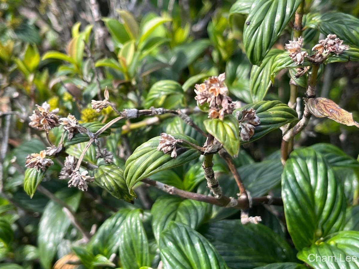 Hedyotis marginata (Thwaites ex Trimen) Alston